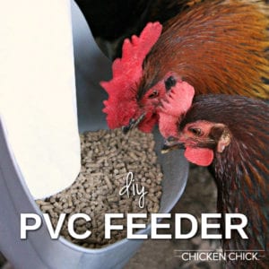 My PVC Chicken Feeder. DIY instructions
