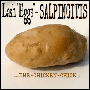 Salpingitis & lash eggs in backyard chickens- The Chicken Chick®
