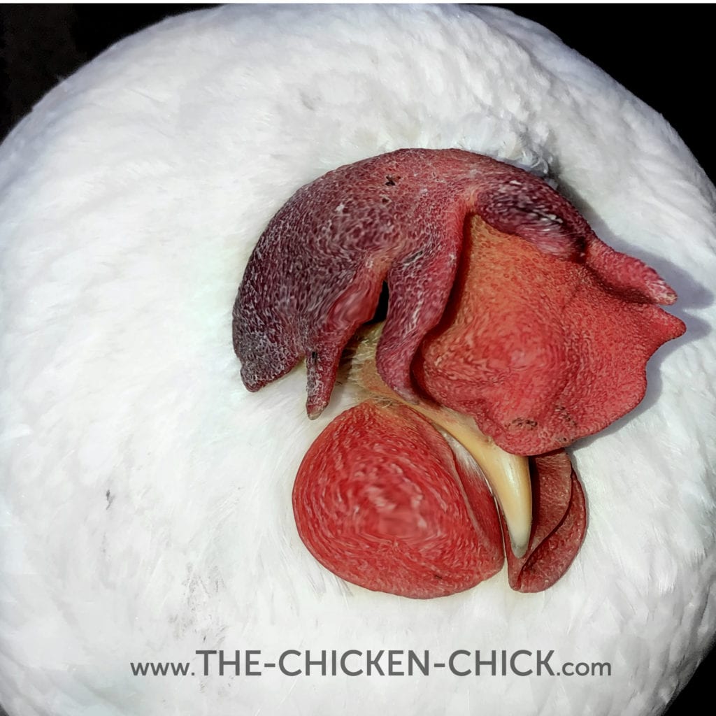 Swollen Cyanotic Comb Leghorn Hen Swollen Cyanotic Comb Leghorn Hen