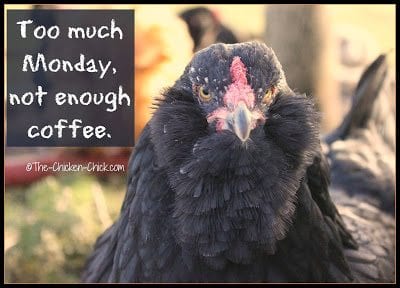 Too much Monday, not enough coffee. | The Chicken Chick®