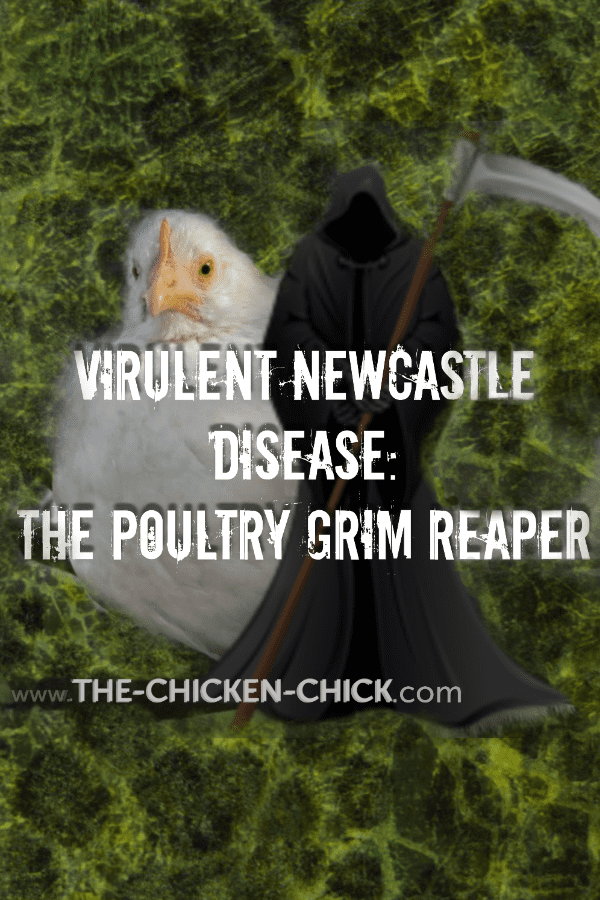 Virulent Newcastle Disease - The-Chicken-Chick®