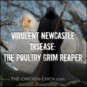 VIRULENT NEWCASTLE DISEASE: THE POULTRY GRIM REAPER