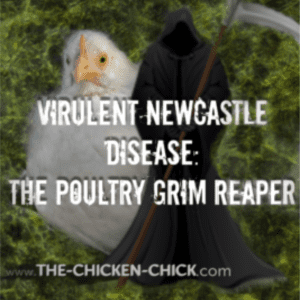 Virulent Newcastle Disease, shared by The Chicken Chick®