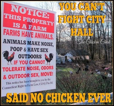 You can't fight city hall, said no chicken ever. | The Chicken Chick®