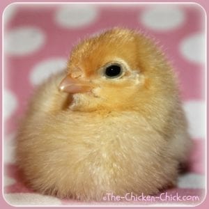 baby chick