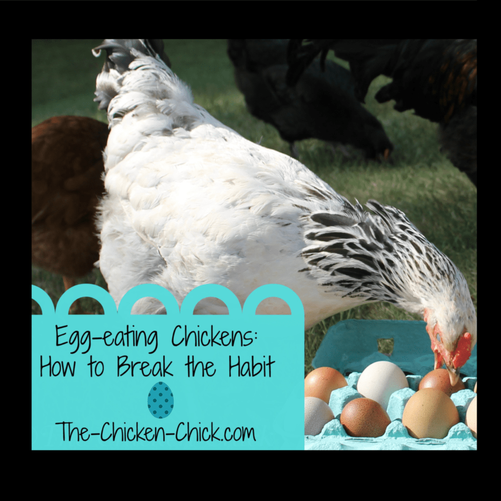 Egg Eating Chickens How To Break The Habit The Chicken Chick