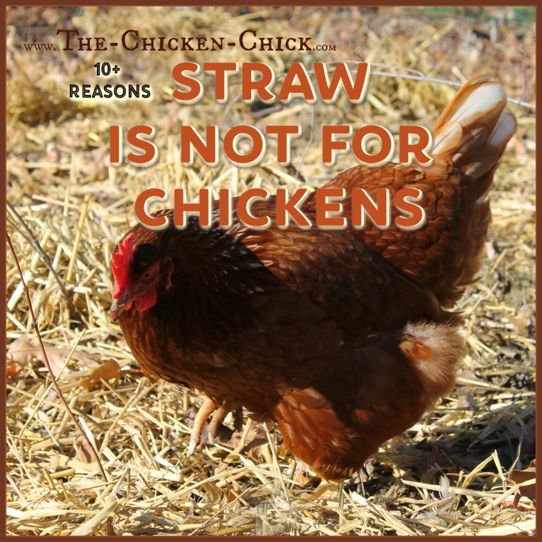 Do Chickens Need Hay Or Straw at Brenda Dawson blog