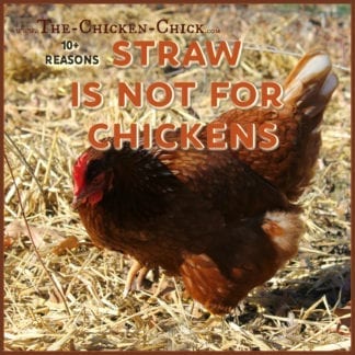 straw is not for chickens
