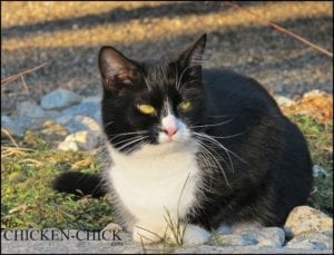 Barn cat | The Chicken Chick®