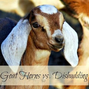 Goat Horns: To Disbud or Not? shared by Oak Hill Homestead