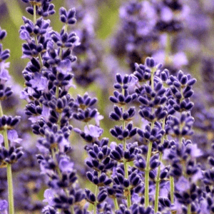 How to Grow & Harvest Lavender, shared by Faith Filled Food for Moms