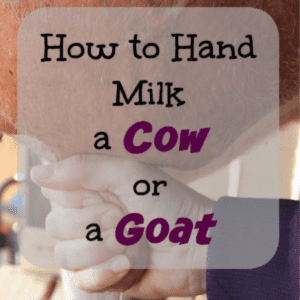 How to Hand-milk, shared by The Flip Flop Barnyard