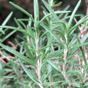 How to Propagate Rosemary from Stem Cuttings, shared by Grow a Good Life