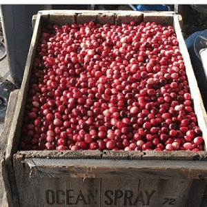 Just Follow the Bouncing Cranberry, shared by On Aunt Mildred's Porch