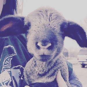 Lambing Season Begins, shared by Mitten State Sheep and Wool