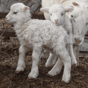 Lambs: A Dose of Cuteness, shared by Clearwater Farm