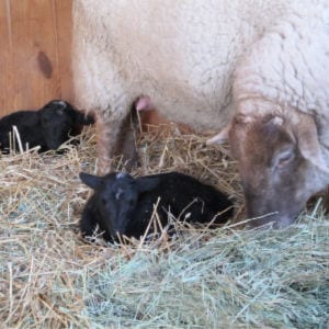 Lambs! shared by La Bella Farm