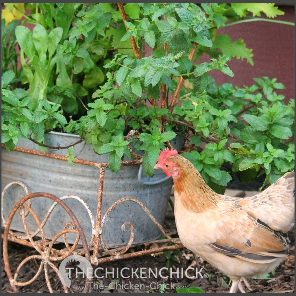 15+ Tips to Control Rodents Around Chicken Coops The Chicken Chick®