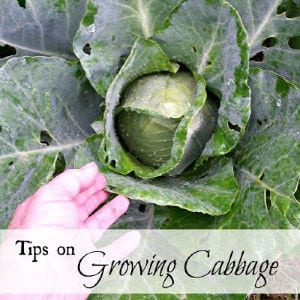 Tips for Growing Cabbage, shared by Oak Hill Homestead