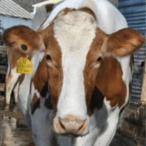 Today I Cried Over a Cow, shared by The Farmer's Daughter