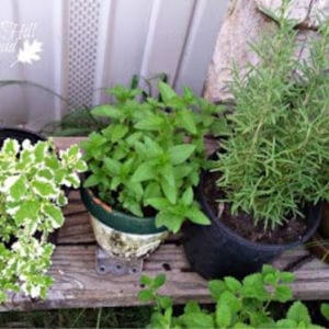 What to Grow in a Small Garden shared by Oak Hill Homestead