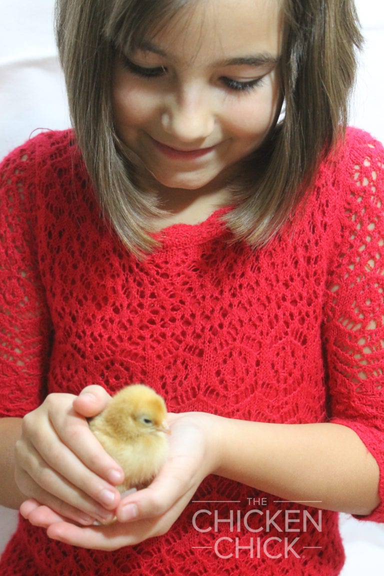 Backyard Chickens & Salmonella Keep it in Perspective The Chicken Chick®