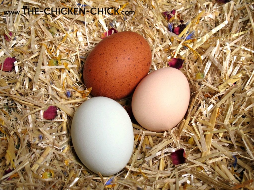 Eggs | The Chicken Chick®