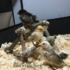 Baby Serama chicks on roost in the Ultimate Brooder.