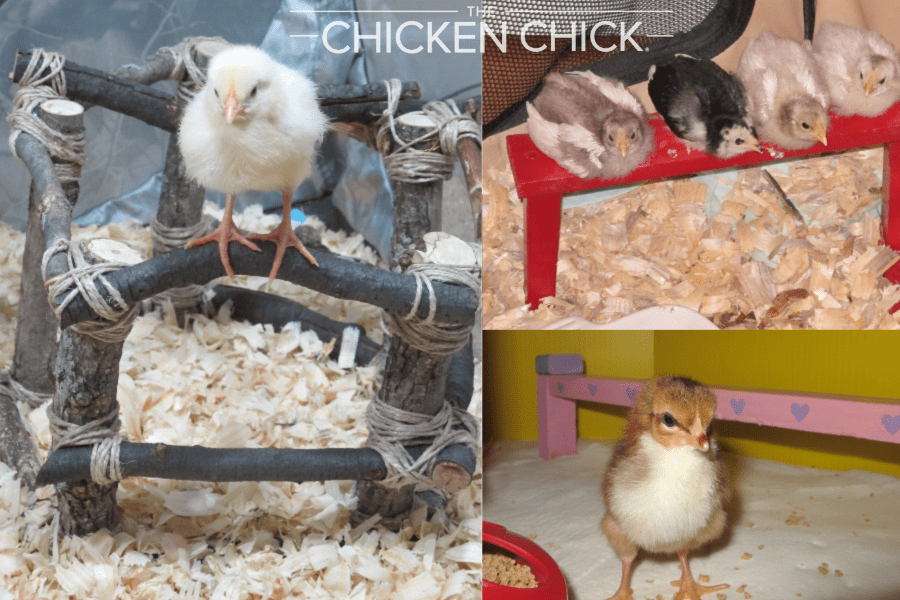 Baby chick roosts | The Chicken Chick®