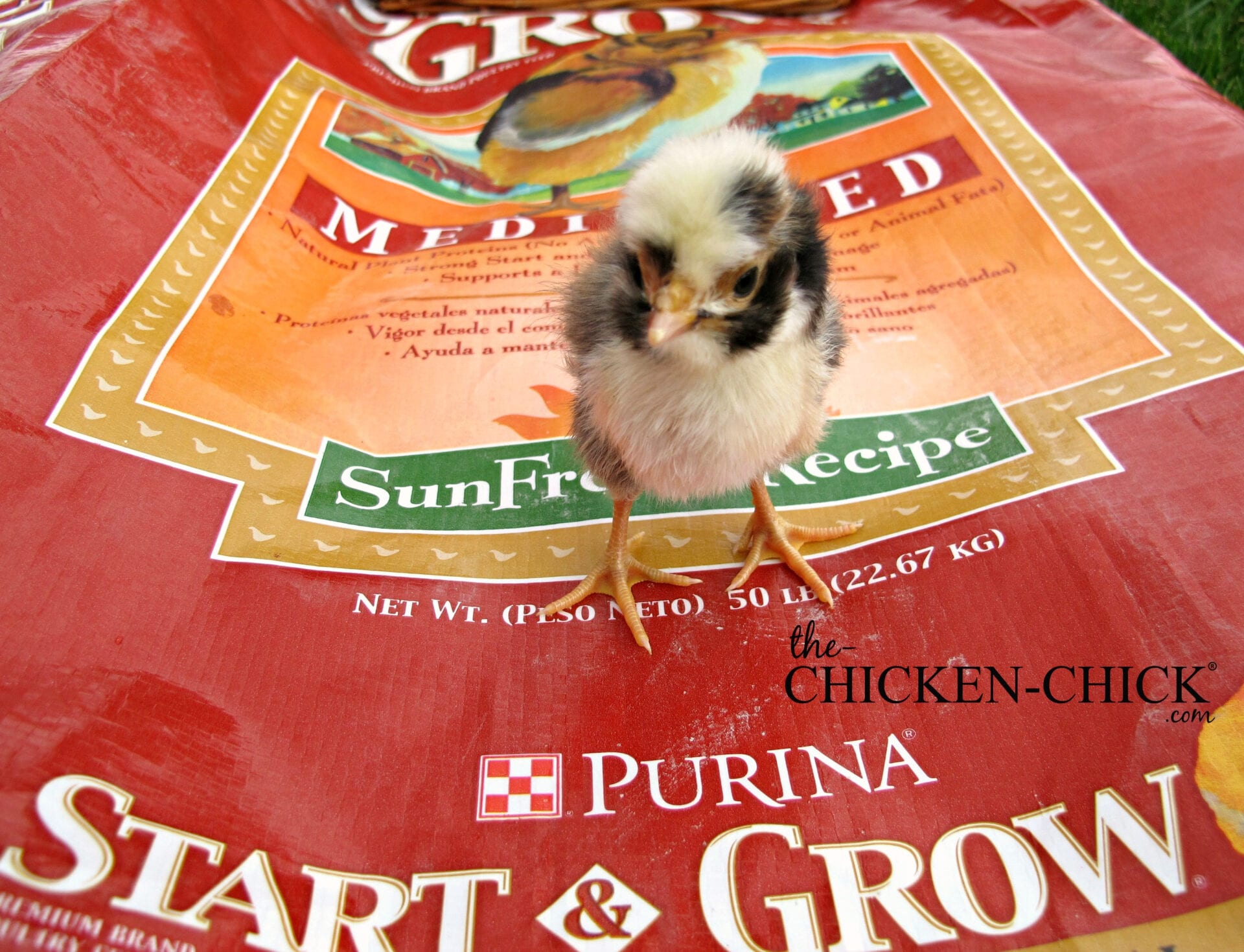 Ultimate Chick Brooder Setup VIDEO | The Chicken Chick®