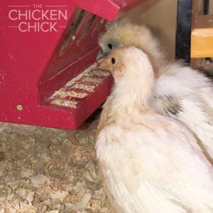 Squirrel proof bird feeder | The Chicken Chick
