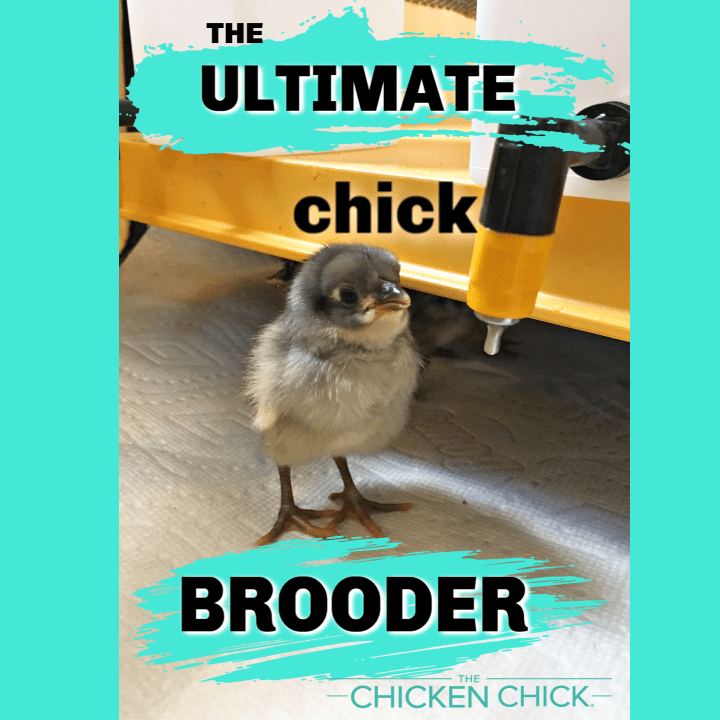 The Ultimate Chick Brooder