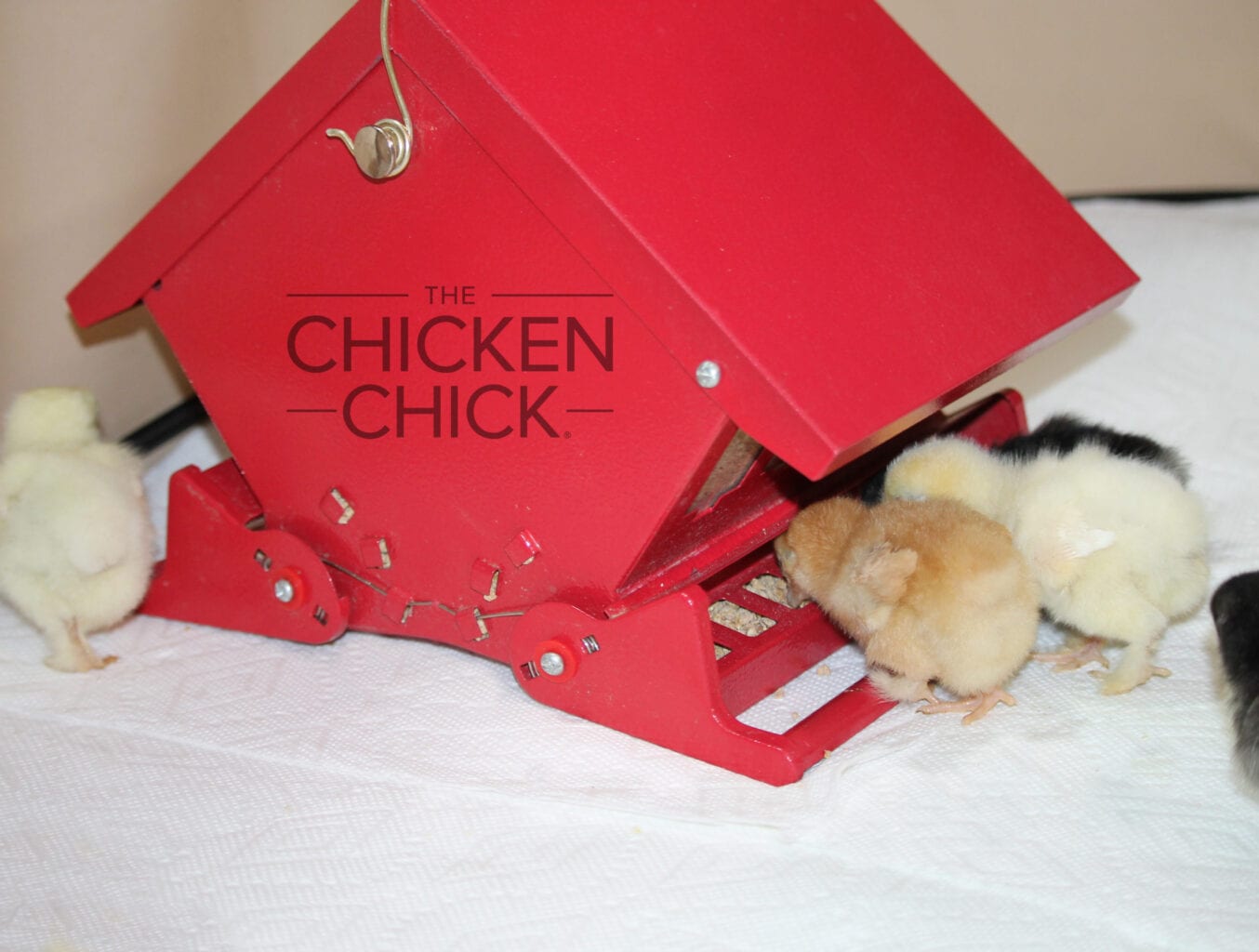 Squirrel-proof bird feeder | The Chicken Chick®