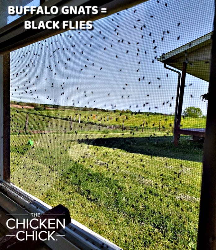 Protecting Chickens from Killer Black Flies Buffalo Gnats The