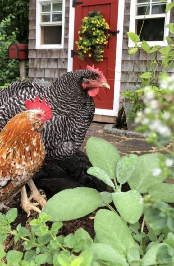 Backyard Chickens & Salmonella: Keep it in Perspective ...