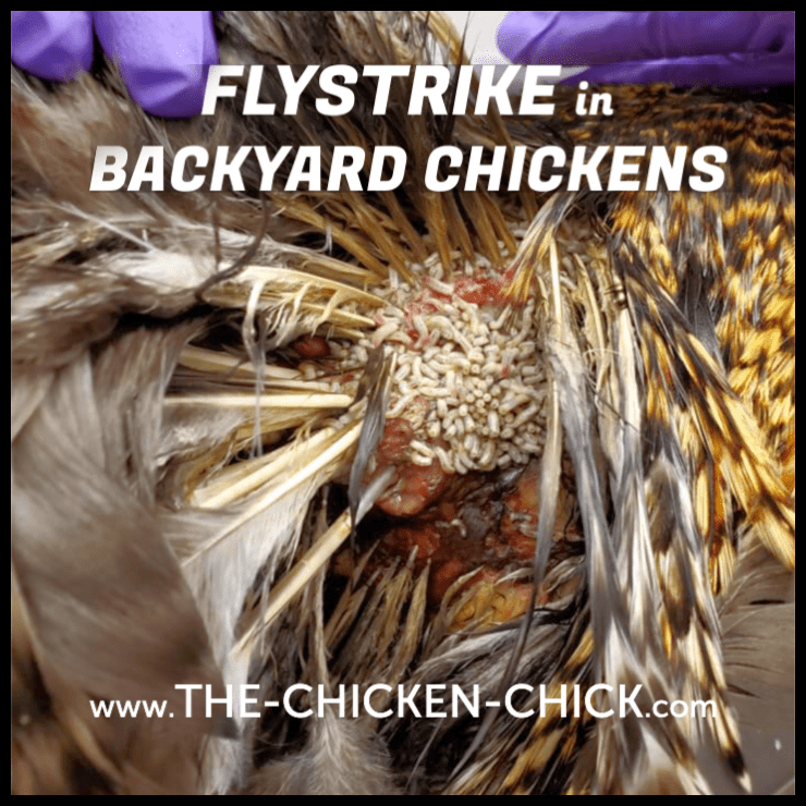Flystrike In Backyard Chickens Causes Prevention Treatment The Chicken Chick