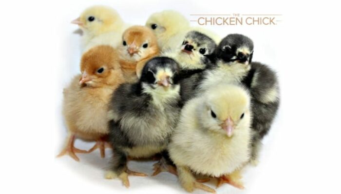Chicks Chick & Dick