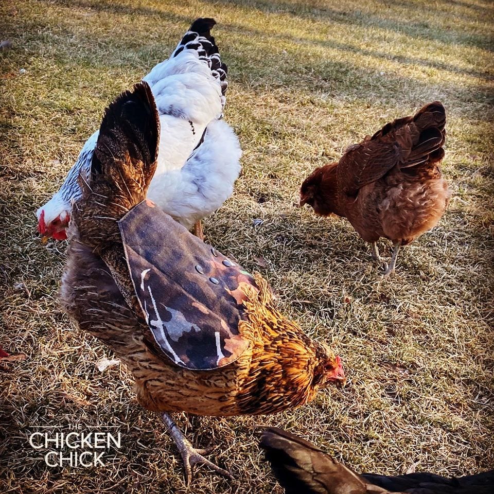 Chicken diapers and saddles | Polish hen wearing a hen saddle