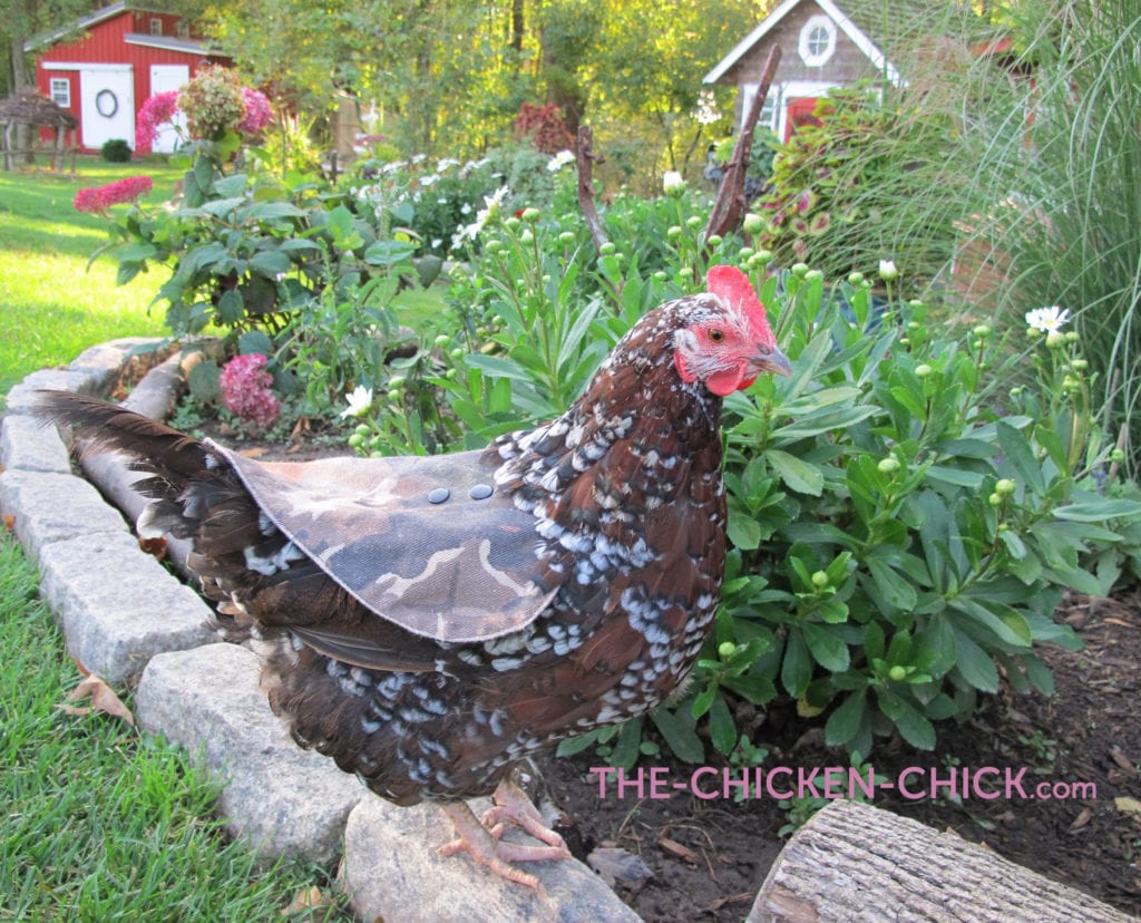 Chicken diapers and saddles | Underside of chicken saddle