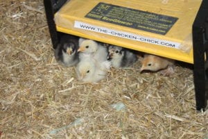 1 27 17 chicks 22 The Dangers of Brooder Heat Lamps and a Safe Alternative