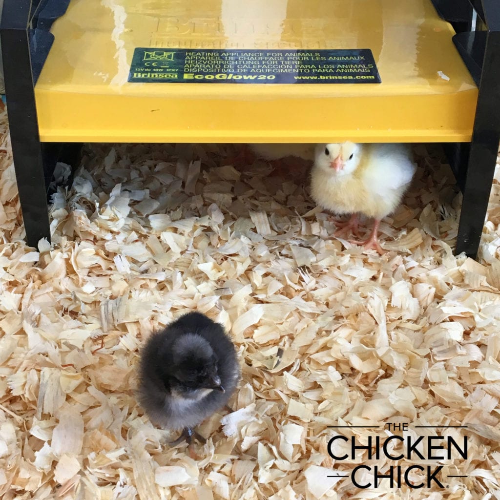 EcoGlow Brooder The Chicken Chick The Dangers of Brooder Heat Lamps and a Safe Alternative