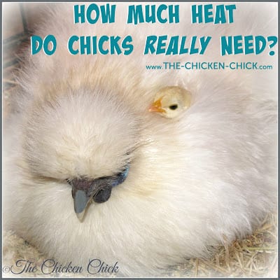 How much heat do chicks REALLY need? 