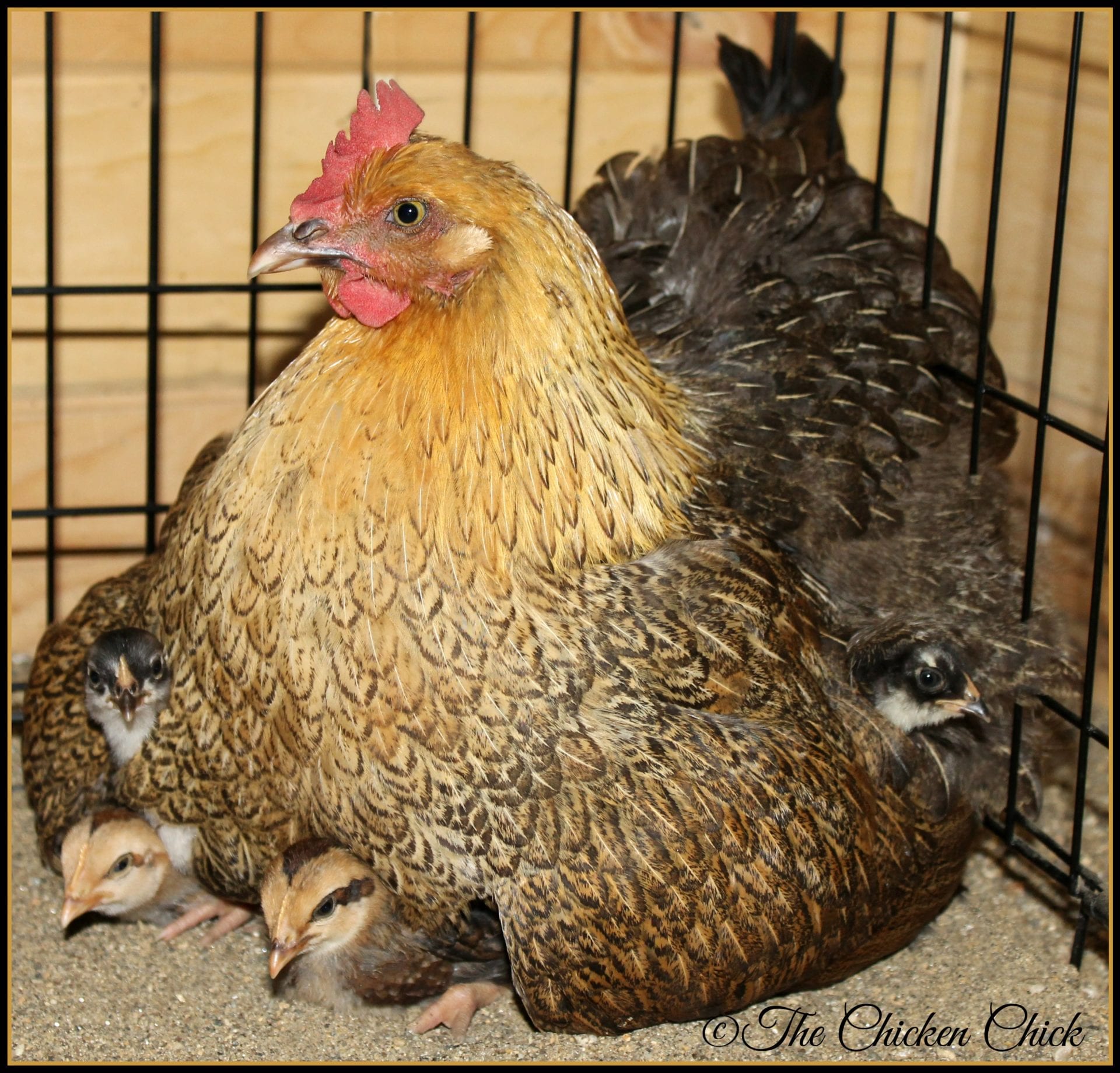 The Dangers of Brooder Heat Lamps and a Safe Alternative