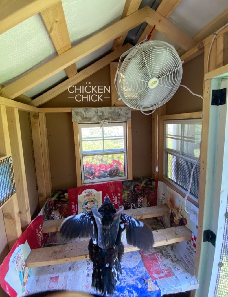 inside chicken coop