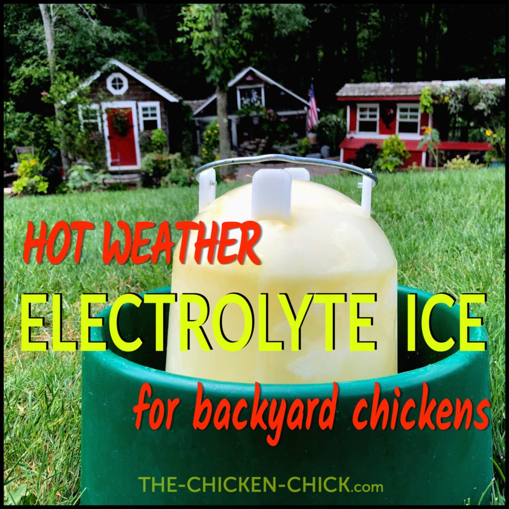 Electrolyte ice for heat stress in chickens