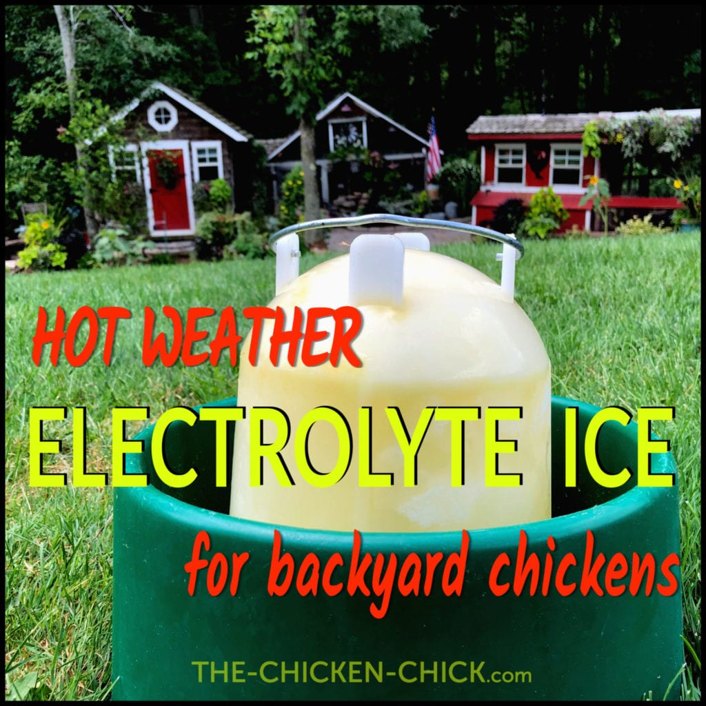 Chicken Heat Stress, Dehydration & Homemade Electrolyte Solution
