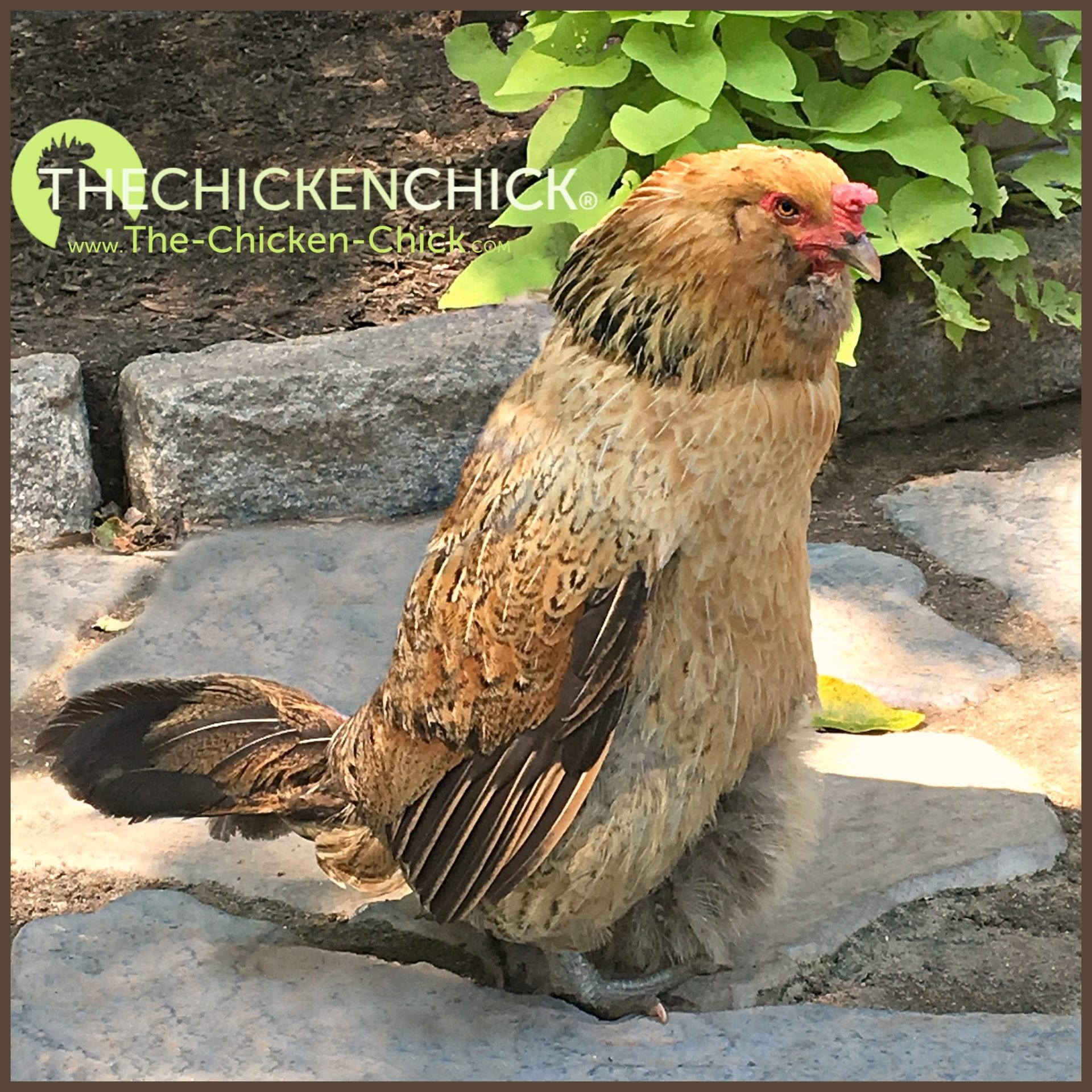 Chicken Egg Binding. Causes, Symptoms, Treatment, Prevention