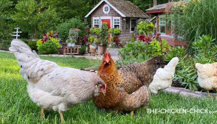CHICKENS PICKING: CAUSES & SOLUTIONS | The Chicken Chick®