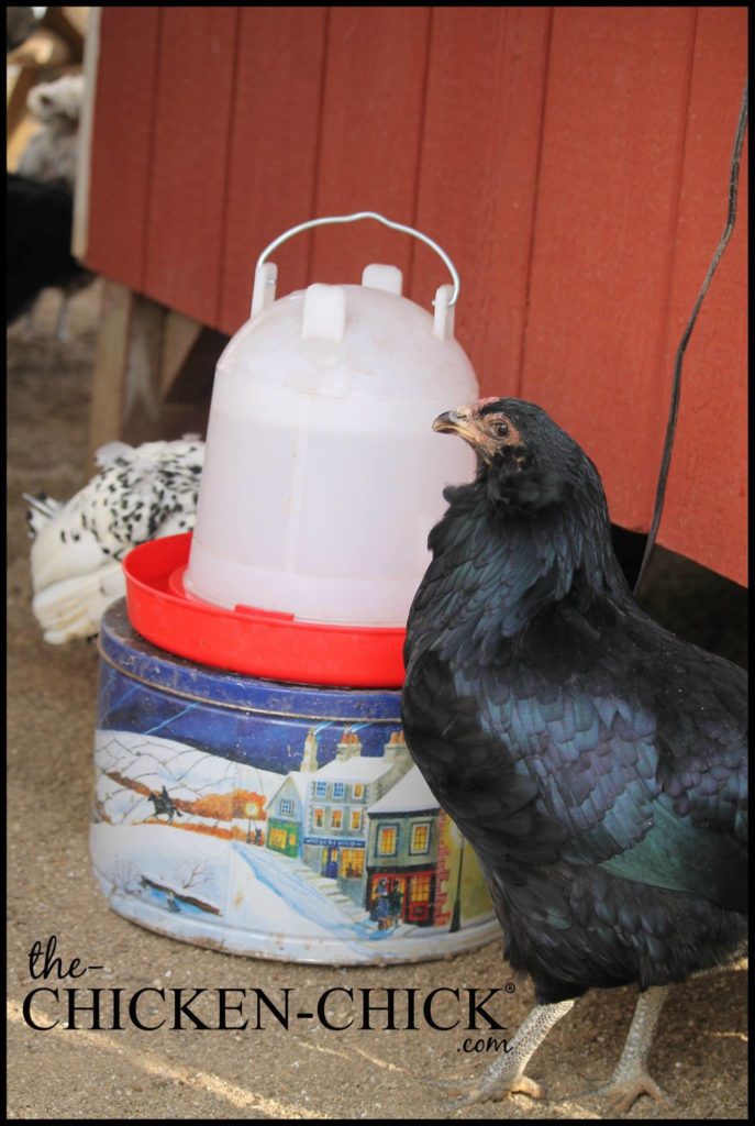 Plastic Poultry waterer on Cookie tin water heater 