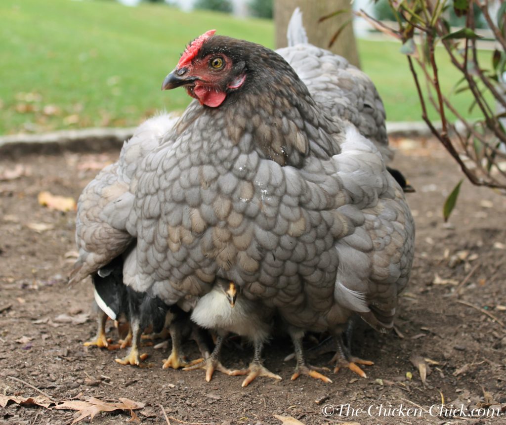 Raising Chicks with Mother Hen - Backyard Poultry